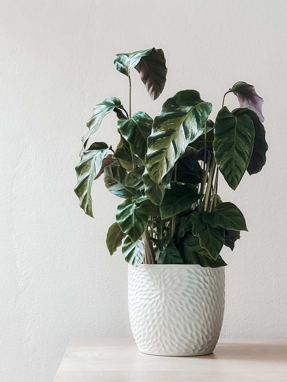 Large Decorative Plant